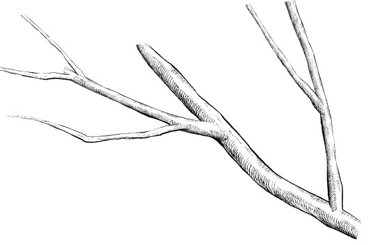 tree branch line drawing