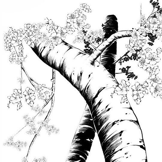 Trunk Branch Root Cherry Blossom Brushes Manga Materials