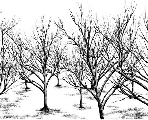 _thumbnail-dead-tree-black-wt-white