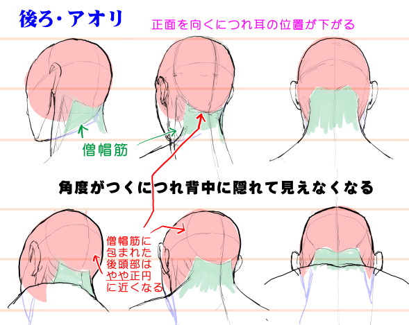 アオリ フカンを克服する 頭部 顔の描き方 漫画素材工房 Manga Materials