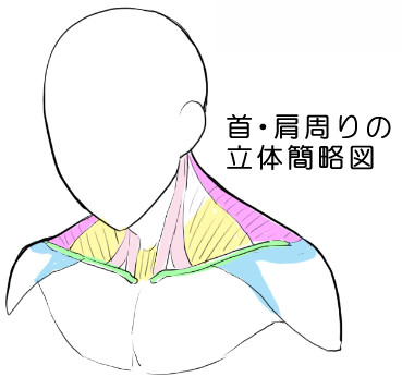 一歩上を目指す 首 肩 胸の筋肉図解 とポーズ人形の落とし穴 漫画素材工房 Manga Materials