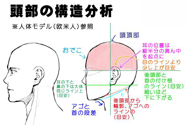 アオリ フカンを克服する 頭部 顔の描き方 漫画素材工房 Manga Materials