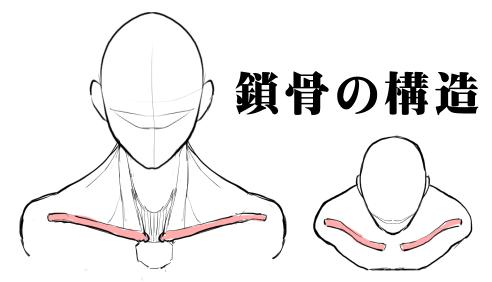 鎖骨の構造と肩周りの描き方 漫画素材工房 Manga Materials