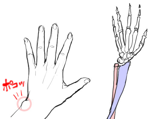 前腕の骨と小指側 手首の突起の関連性 漫画素材工房 Manga Materials